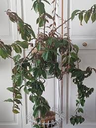 Image result for Pereskia