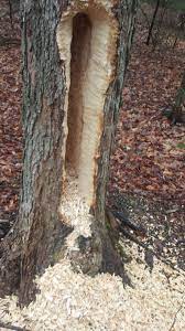 Unlike termites, woodpeckers do not eat the wood they excavate. File Tree Damage From A Pileated Woodpecker Jpg Wikimedia Commons