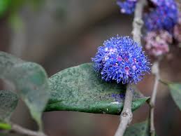 Image result for Memecylon myrianthum