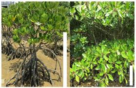 Image result for Rhizophora racemosa