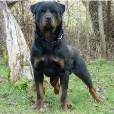 German rottweiler puppies for sale near me. Import Rottweilers For Sale Rottweiler Protection Dogs For Sale Rottweiler Executive Protection Dogs For Rottweiler Dog Obsessed Rottweiler Puppies