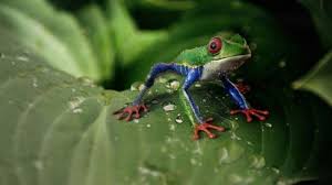 Arti Mimpi Melihat Katak Gemuk Pertanda Baik Waspada Jika Mimpi Menginjak Katak Ini Kata Primbon Tribun Batam