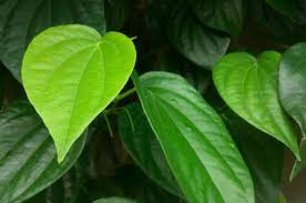 Cuci wajah anda dengan sabun lembut minimal dua hari sekali atau setiap kali anda pulang dari luar rumah. Daun Sirih Bisa Atasi Keputihan Benarkah