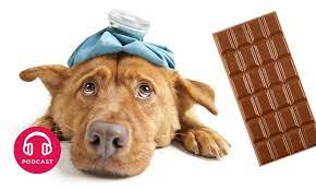 Quels en sont les effets ? Pourquoi Les Chiens Ne Doivent Ils Pas Manger De Chocolat