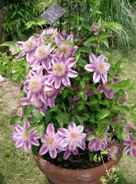 Top 10 Climbing Plants For A Small Trellis Climbing Flowers Small Garden Trellis Plants