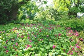 Maybe you would like to learn more about one of these? Bodendecker Die Hidden Champions Gartenkolumne