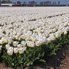 Ausflug Nach Holland Und Auf Den Feldern Tulpen Gucken Helle Tulpe Calgary Blumenzwiebeln Fur Den Garten Gibt S Auf Www Fl Tulpen Blumenzwiebeln Pflanzen