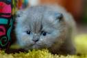Persian cat - Wikipedia
