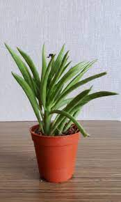Send the stunning 'happy bean plant' today with flowers & plants co. Outdoor Gardening Faux Succulent Stem Peperomia Ferreyrae Happy Bean Plant 7 Succulent Green Home Living