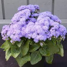 Cloud Nine Blue Ageratum Flower Garden Pictures Amazing Flowers Beautiful Flowers