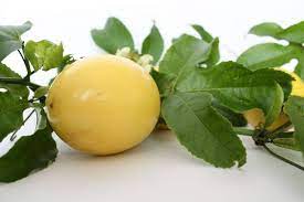 Pin By Bug Cannon On Garden In 2021 Yellow Passion Fruit Passion Fruit Plant Fruit