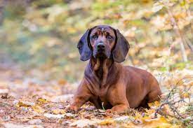 Hier dreht sich alles um den gebirgsschweißhund bgs. Bayerischer Gebirgsschweisshund Steckbrief Charakter Wesen Und Haltung