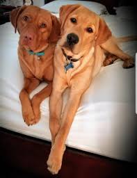 Home/charcoal labradors, female labs oklahoma, fox red labs for sale oklahoma, lab breeder oklahoma, labs for sale texas, male labs or even austin, houston, texas, florida, missouri, colorado, california, we have lab puppies for you. Red Fox Lab Puppies Pets And Animals For Sale California