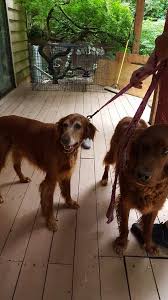 Search our extensive list of dogs, cats and other pets available near you. 2 Big Irish Setters From Seattle To Singapore Pet Relocation Pets Irish Setter