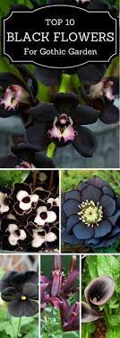 900 Flowering Garden Ideas In 2021 Garden Plants Planting Flowers