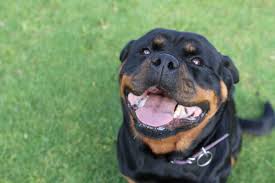 Image result for Rotala gossweileri