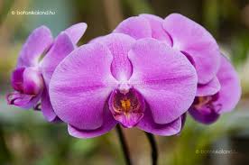 Képtalálat a következőre: „orchidea gondozása szaporítása”