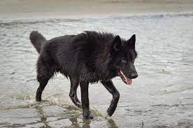 Alaskan Noble Companion Dog Yarrow Google Search Huskybebe Companion Dog Dog Trends Cute Wild Animals