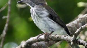 Mungkin sebagian umum seperti itu, namun setiap burung memang berbeda ciri cirinya pada saat birahi. Perbedaan Antara Burung Siri Siri Dan Cucak Rawis Om Kicau