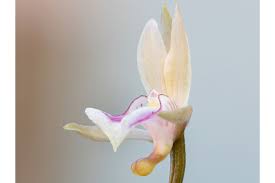 Image result for Oeceoclades maculata