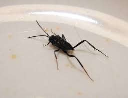 Prevention to keep gnats under control, reduce potential food sources, water sources, and breeding areas. Black Flying Insect With Tapping Tail Evania Appendigaster Bugguide Net