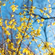 Lynwood Gold Forsythia Shrubs For Sale Michigan Bulb Spring Hill Nursery Yellow Flowers Forsythia