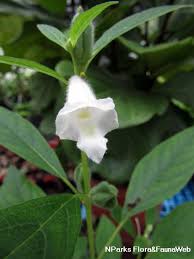 Image result for Sesamum radiatum