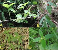 Image result for Spermacoce ocymoides