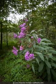 Image result for Vernonia jelfiae