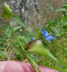 Image result for Commelina reptans