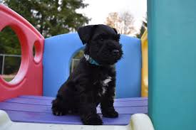 For the best in miniature schnauzer breeding see virginia clark in the beautiful flathead valley of montana. Schnauzer Colours