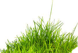 Grass Png Image Green Grass Png Picture Grass Photoshop Picsart Png Png Images