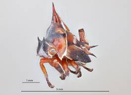 Image result for Oxyrhachis