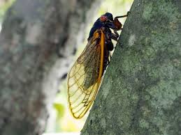 Birds, squirrels, and massospora cicadina are the biggest enemies of cicadas, as well as praying mantis, cicada killer wasps, and freshwater fish australian bass. Cicada Invasion After 17 Years Underground Billions To Emerge This Spring Abc News