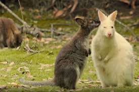 Grab your mates and secure your tickets to see our men in gold. Still Image Of Wallabies From Max Moller Tasmania Film Narrated By Sir David Attenborough Abc News Australian Broadcasting Corporation