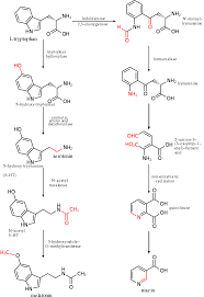 Metabolism Of L Tryptophan Into Serotonin And Melatonin Left And Niacin Right Transformed Fun Chemical Structure Chemical Equation Organic Chemistry Study