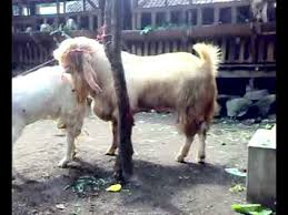 Kambing Etawa Senduro Super 130 Kg Kawin Youtube