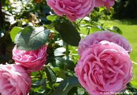 Alle wilden, schwachen oder toten triebe müssen abgeschnitten werden. Rosen Richtig Schneiden Garten Hausxxl Garten Hausxxl