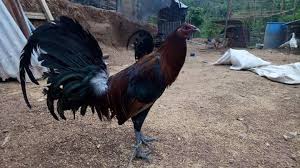 Doping ayam tiga hari sebelum laga tarung. Pasti Sobat Penghobi Ayam Laga Sudah Komunitas Pecinta Ayam Tarung Toraja Utara Facebook