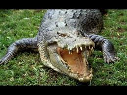 Top 10 World S Most Dangerous Animals Top 10 Most Dangerous Animals In The World Saltwater Crocodile Saltwater Crocodile Facts Australian Saltwater Crocodile