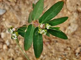 Image result for Euphorbia hypericifolia