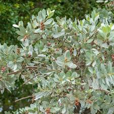 Image result for Conocarpus erectus