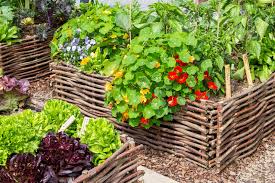 Before we get into the specific plants that are best for this climate, there are some important things to think about when gardening zone 7. Nasturtium Companion Plants Tips More Kellogg Garden Organics