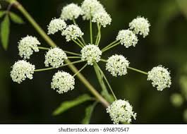 Image result for Conium