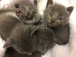 Some russian blues may only reach the age of 13 years, while some others have been but it is not just how a long a cat lives their life, but how they live it. Gccf Registered Russian Blue Kittens Manchester Greater Manchester Pets4homes Russian Blue Cat Russian Blue Kitten Russian Blue