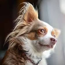 They originated in a hot climate, after all. Chihuahua Pdsa