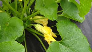 Both male and female flowers are necessary to ensure successful pollination and later fruiting. Squash Blossoms Drop And Sometimes That S Normal Indiana Yard And Garden Purdue Consumer Horticulturepurdue University Indiana Yard And Garden Purdue Consumer Horticulture