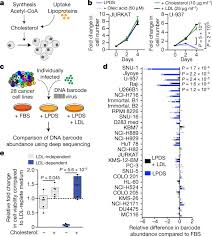 Is cholesterol polar or nonpolar. Squalene Accumulation In Cholesterol Auxotrophic Lymphomas Prevents Oxidative Cell Death Nature