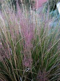 Check spelling or type a new query. Pink Muhly Grass Calloway S Nursery