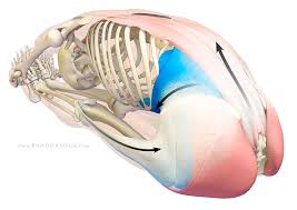 The Daily Bandha Lengthening The Torso In Forward Bends Yoga Muscles Yoga Anatomy Bandha Yoga